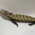 セラムアオジタの里親募集