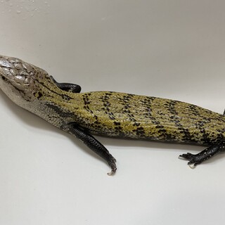 セラムアオジタの里親募集