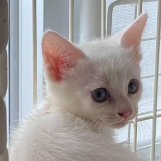 ポポちゃんの妹、白猫メイちゃん！