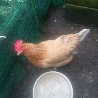 メス鶏の里親さんを募集します。