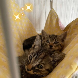1.5ヶ月子猫