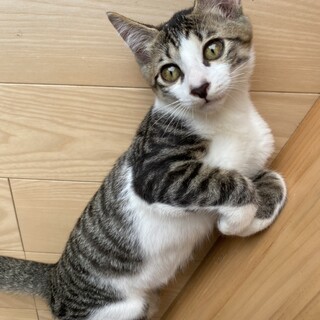 とっても人懐っこい白キジの[ワセ」ちゃん♂