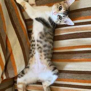 たれ気味おめめが可愛い、三毛の女の子「ルネ」ちゃん