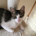 河川敷で保護したかわいいキジ白兄妹