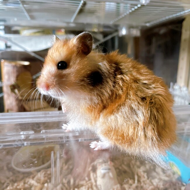 muu_maru_puuのカバー写真