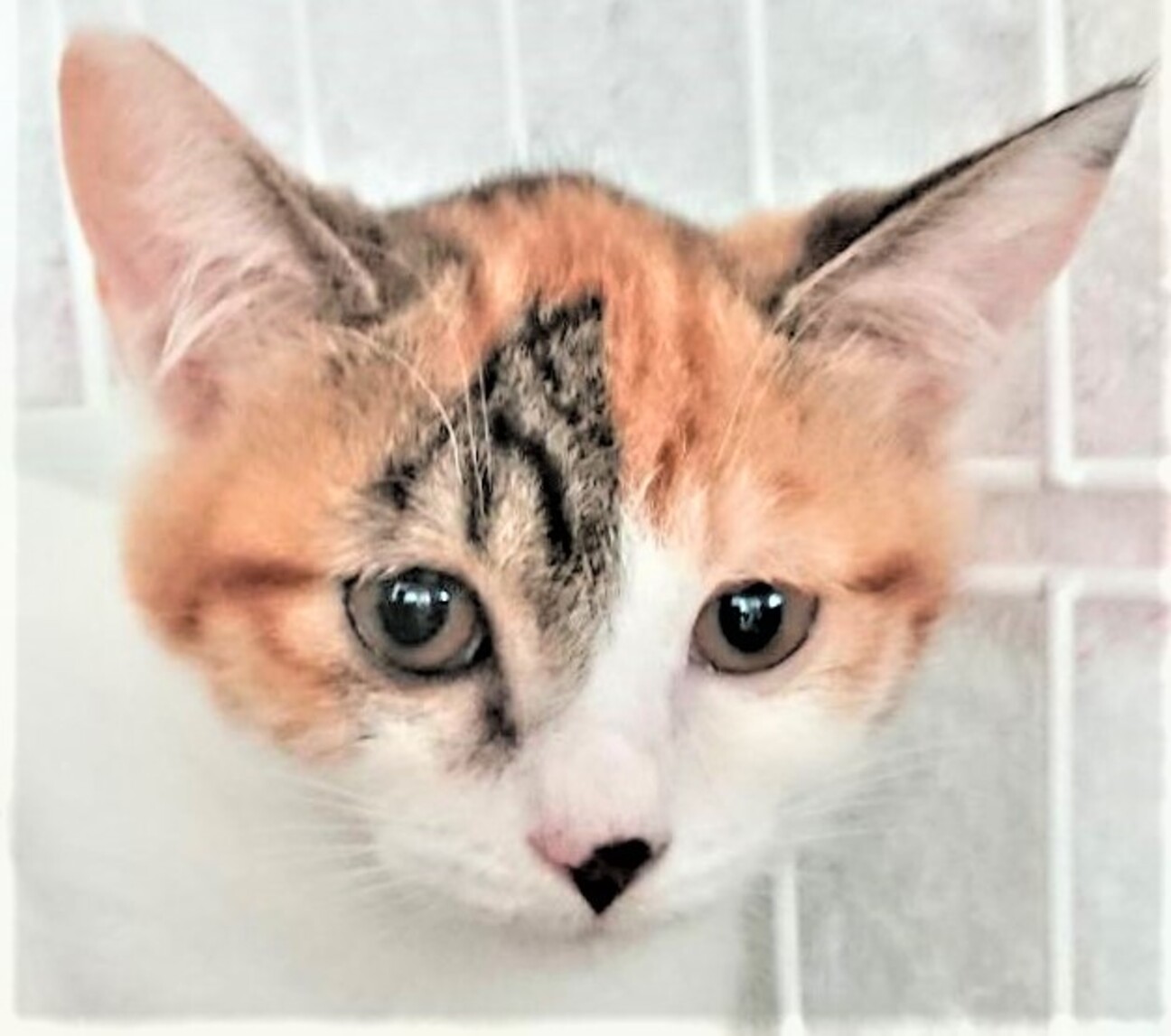 お膝の上でゴロゴロいう美 埼玉県 猫の里親募集 ペットのおうち 月間利用者150万人