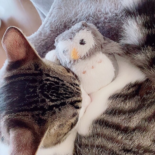 K.あずきのカバー写真