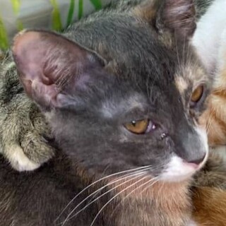 ちっちゃなサビ猫姉妹、パープルちゃん！