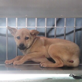 里親決定！保健所収容：仮名・ナッツ♂