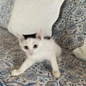可愛い子猫ちゃん大切にしてくださる里親募集‼️