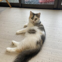雑種の女の子2歳さんの募集です