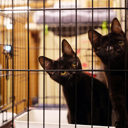 ねこ99福岡 ×［sakuraneko］合同譲渡会 サムネイル1