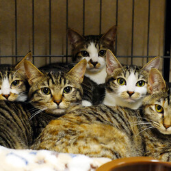 ねこ99福岡 ×［sakuraneko］合同譲渡会 サムネイル2