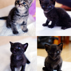 ねこ99福岡 ×［sakuraneko］合同譲渡会 サムネイル3