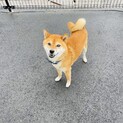 5歳の男の子