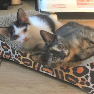 可愛い姉妹　つゆちゃんとこいちゃん