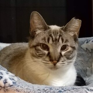 ホワイトタイガーみたい【しゃみ】