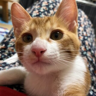 片腕ハンデもなんのその！　甘えん坊のぴろん♂