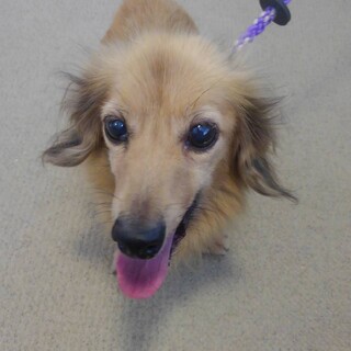 ダックス　7歳　女の子　ラブちゃん