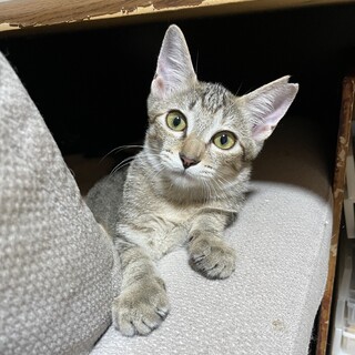 おひざ大好き♡よもぎちゃん４ヶ月半