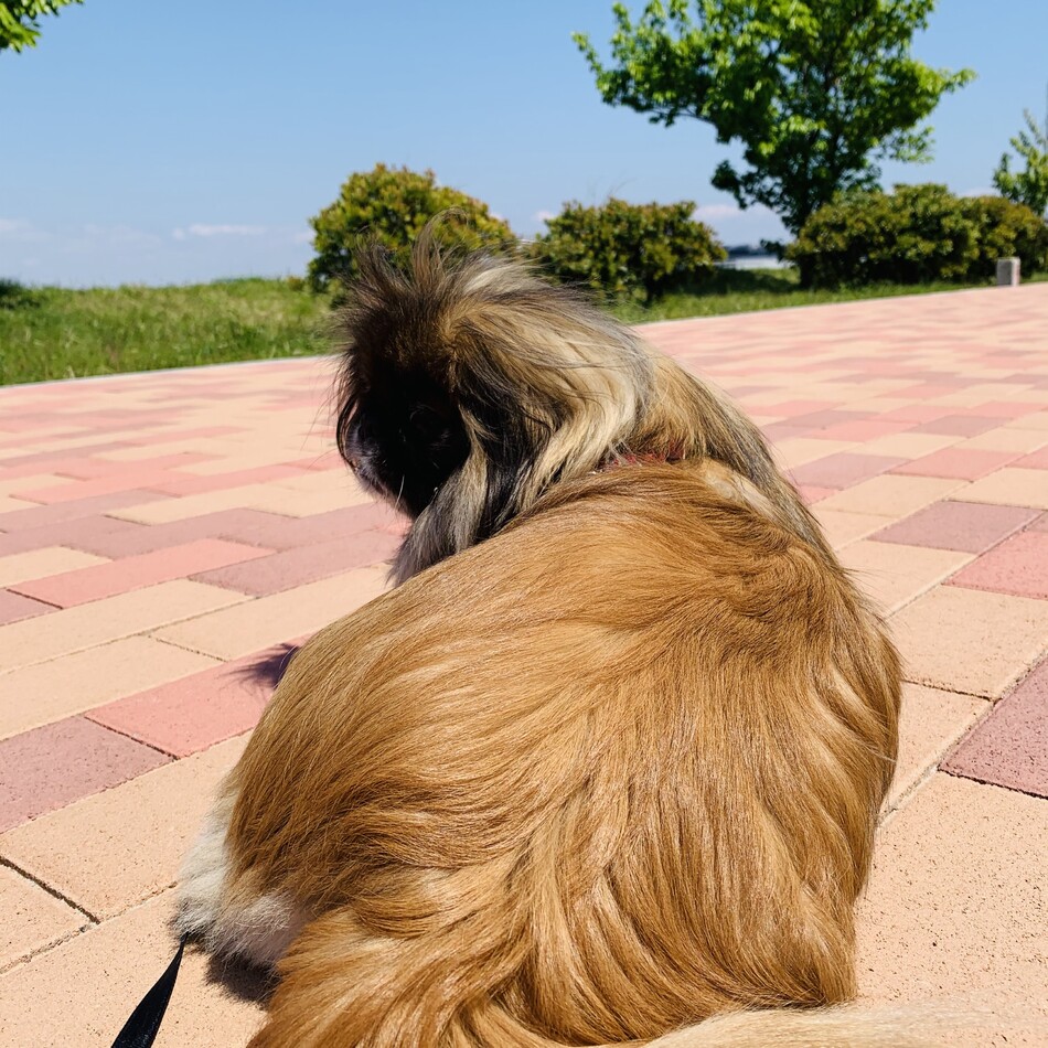 リリのカバー写真