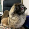 ずんぐりむっくり
