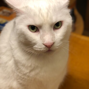 気に入らにゃい。
