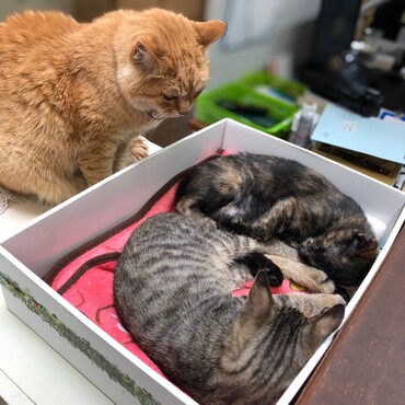 保護仔猫を見守る、姉さん。