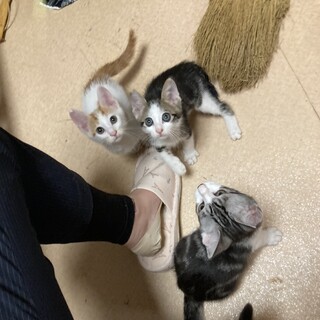 なれなれニャンズ（≧∇≦）