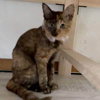 インスタ映えの美猫さん♪