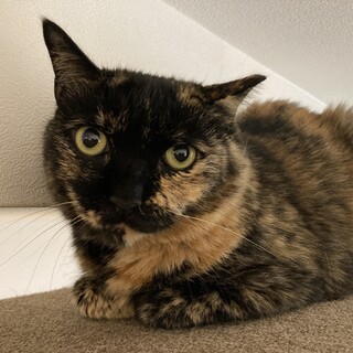 ふわふわモコモコな【ファン】