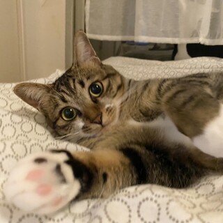 ミトンが可愛いミトちゃん