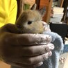 幸せうさたんさん