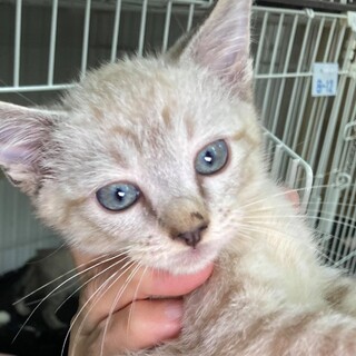 シャム系チビにゃん兄、とっても可愛いスーニー君！