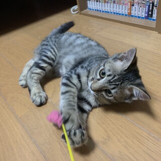 キジサバトラ　兄妹　幸福　福ちゃん