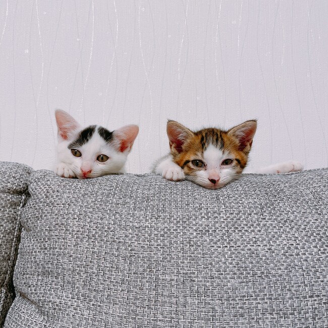 みぃたすぽのカバー写真
