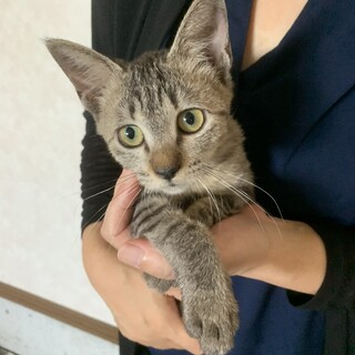 よもぎちゃん7ヶ月