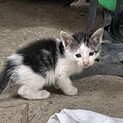 かわいい子猫が産まれた
