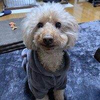 モコ