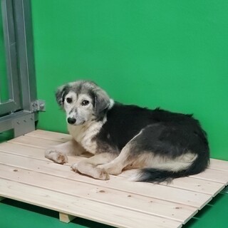 処分対象 ビビりで優しいワンコ