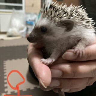 ありがとうございました。