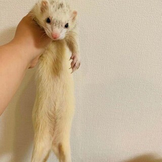 フェレットの里親を募集しています