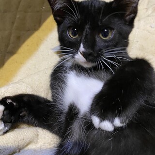 【毎週日曜譲渡会】おっとりした女の子