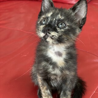 甘えんぼさんのマオちゃん
