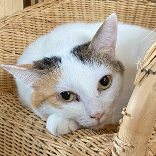 まんまるボディの白ミケ＊ひろ子