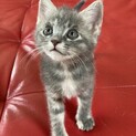 不思議な魅力のナルちゃん