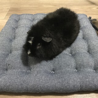 テディモルモット里親募集