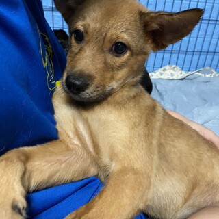 可愛い兄妹未来のお家を探しています