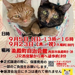 もふもふ西宮　ほごねこの幸せ譲渡会
