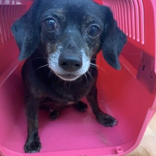 ビーグル✖️チワワ　MIX